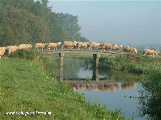 IJsboerderij Schapenstreek