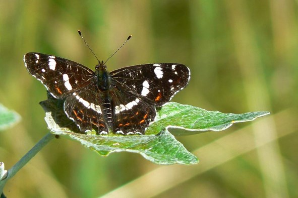 Landkaartje