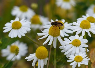 Margrieten 28-8-16