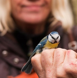 vogelcursus najaar 2016 (2)