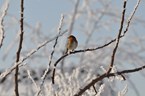 Vogels in de winter (2)