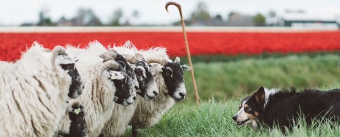 Schapen drijven