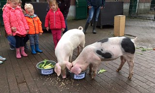 Namenwedstrijd varkens (2)