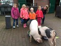 Namenwedstrijd varkens (3)