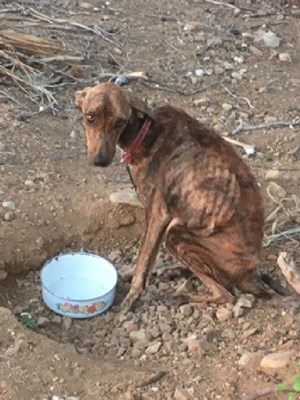 Zwerfhond Bonaire