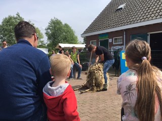 SPRING! - demonstratie schapenscheren