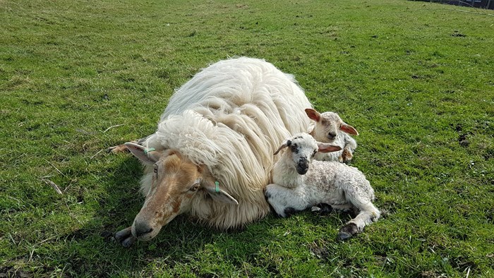 SPRING! - schaap met lammeren