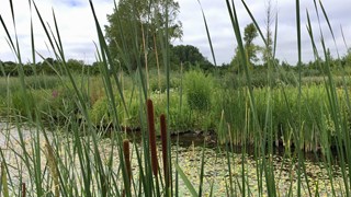 natuurvriendelijke oever