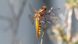 Libelle2-Rob Webeling-MAK BLokweer