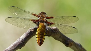 Libelle-Rob Webeling-MAKBlokweer