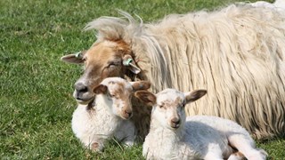 schaap met kroost